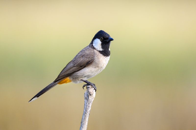 птица, фотоохота, бюльбюль, природа, фауна Бюльбюльphoto preview