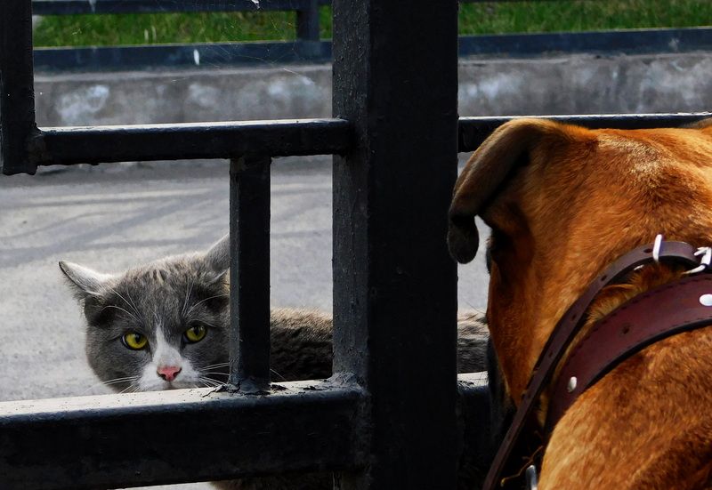 Встречаphoto preview