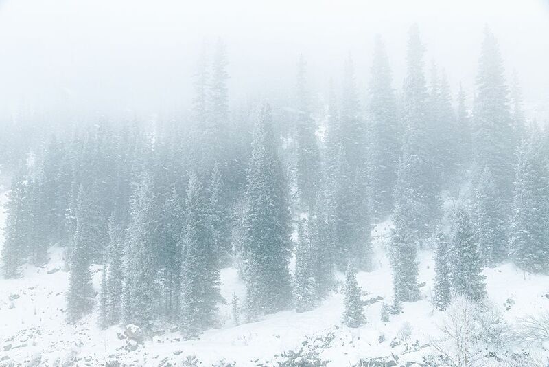 кыргызстан, ала-арча Шепот елей в белой мглеphoto preview