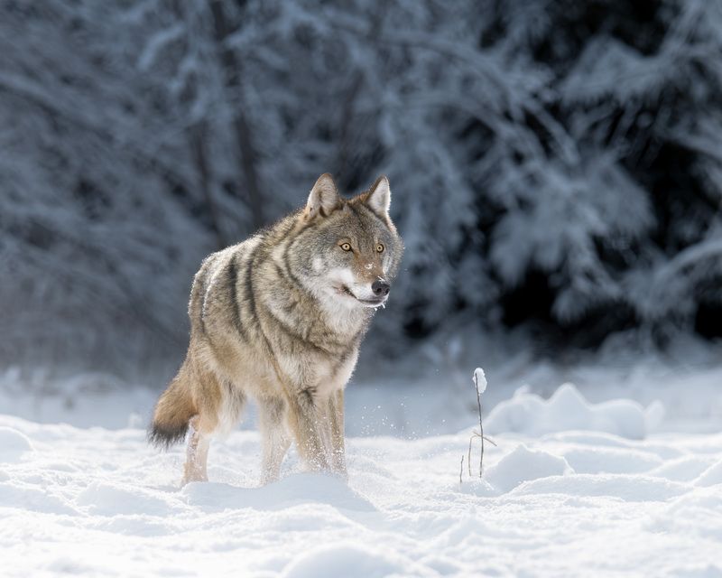 животные, волк, зима, солнце, лес, фотоохота, взгляд, wildlife, animals, nature, wolf Янтарные глаза волчьего глухозимья фото превью