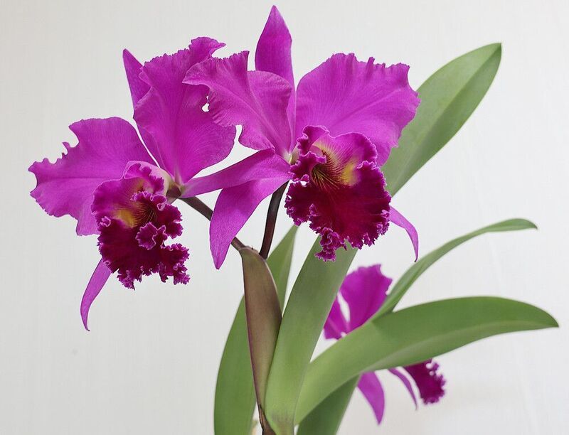 орхидея цветок каттлея Каттлеяphoto preview