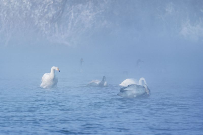Лебединая зимняя гавань … Swan winter harbor ... фото превью