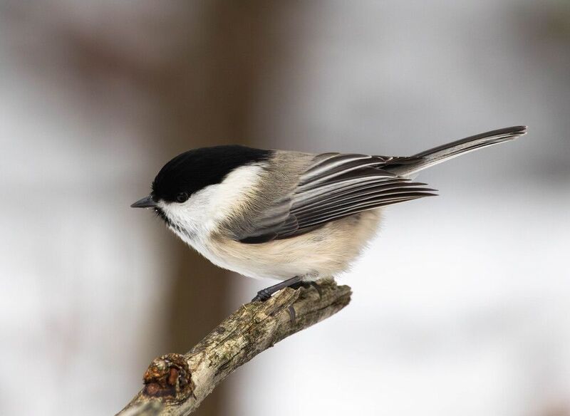 Пухлякphoto preview