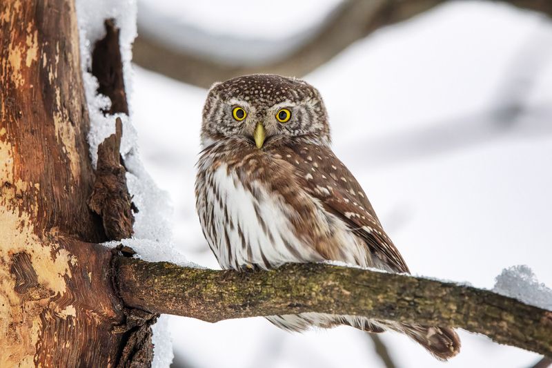 сова, сыч, фотоохота Воробьиный сычик фото превью