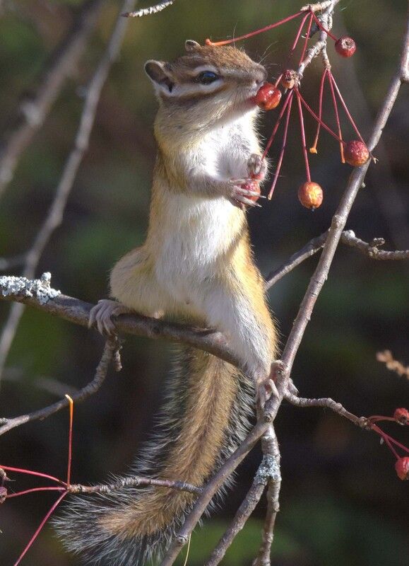 Воздушный гимнастphoto preview