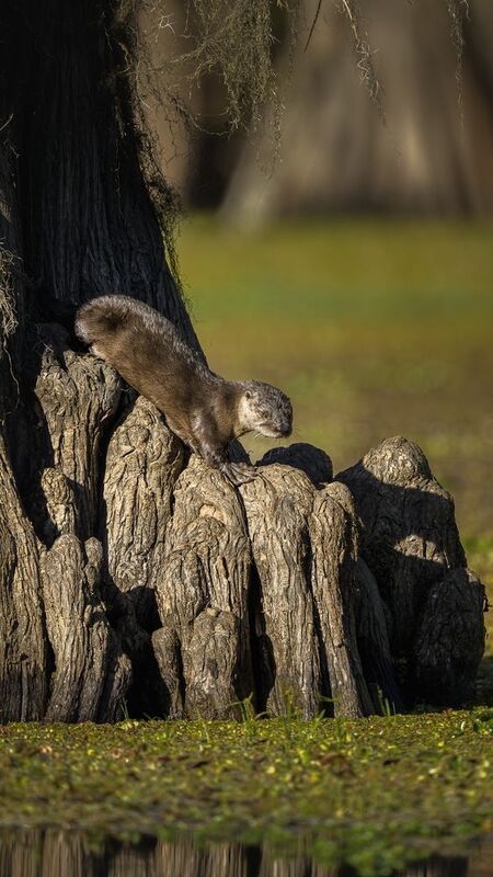 Otter, River otter Surprise visitor фото превью