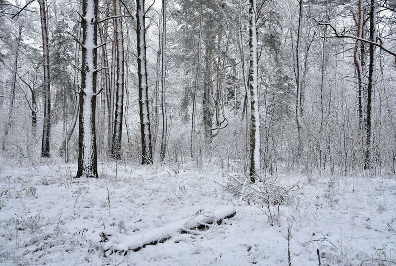 Снежный пленphoto preview