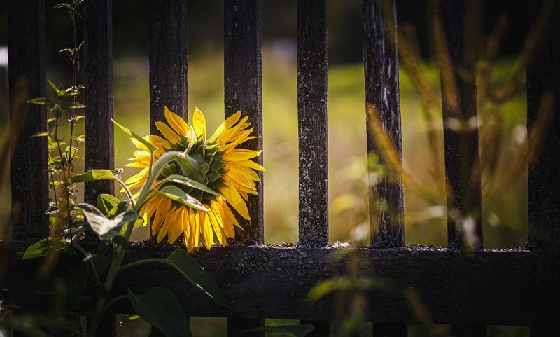 Смоленская обл. Подсолнухи...photo preview