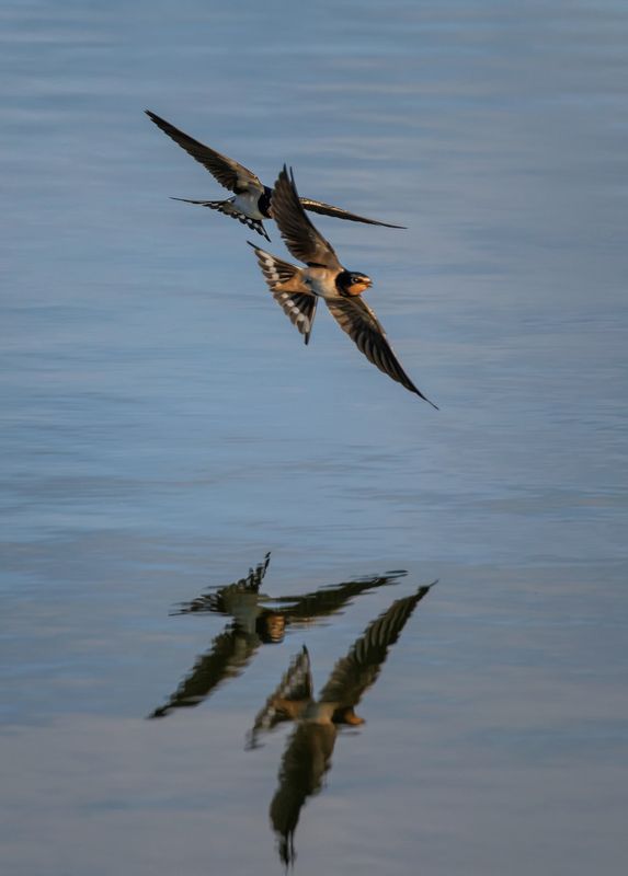 Парный полетphoto preview