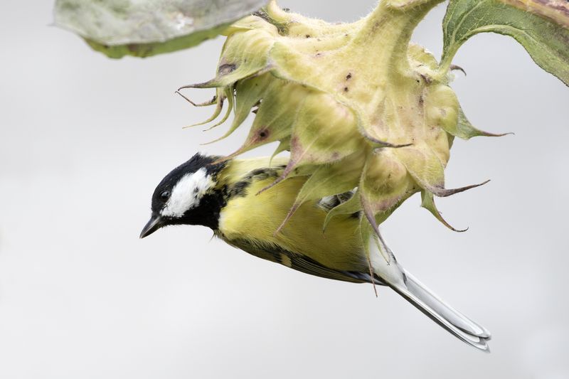 wildlife, birdwatching, nature, bird photography, птица, фотоохота, природа, синица Большая синицаphoto preview