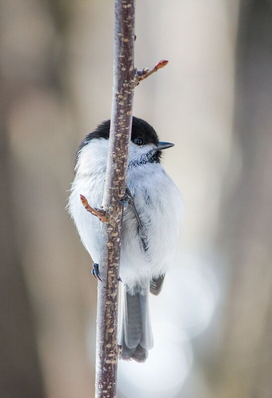 синица, буроголовая гаичка, пухляк, poecile montanus Пухляк (Poecile montanus)photo preview