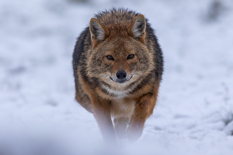 The Eyes of the Jackal  The Eyes of the Jackal фото превью