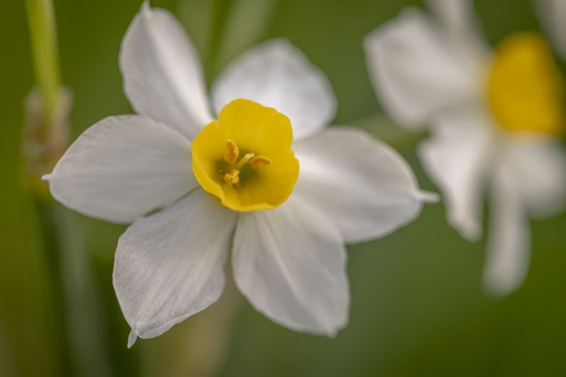 macro, flowers, plants, nature, spring, red, grass flowersphoto preview