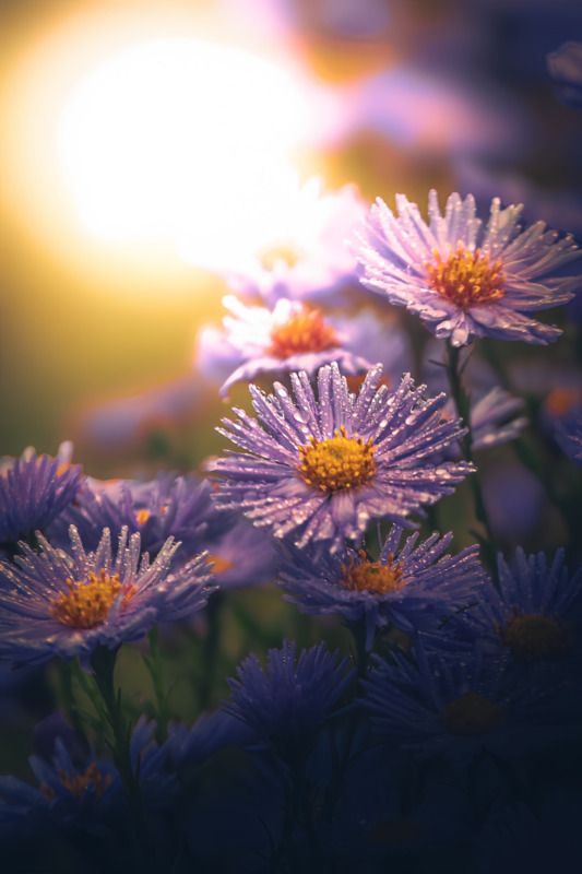 макро, macro, цветы, flower, лето, summer Астрыphoto preview