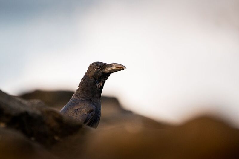 птицы, Шри-Ланка, большеклювая ворона большеклювая воронаphoto preview
