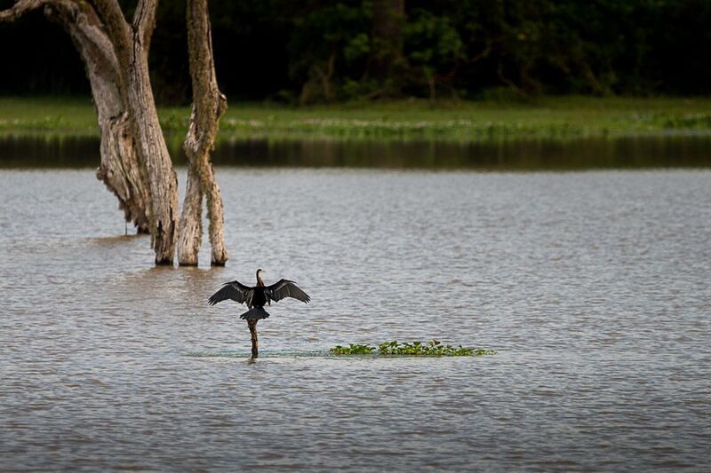 змеешейка, Шри-Ланка, птица, озеро индийская змеешейкаphoto preview