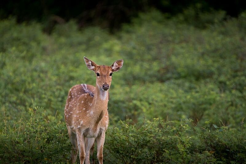 олень, аксис, цейлонский аксис, Шри-Ланка цейлонский аксисphoto preview