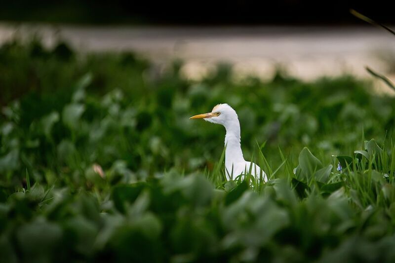 цапля, птица, Шри-Ланка восточная египетская цапляphoto preview