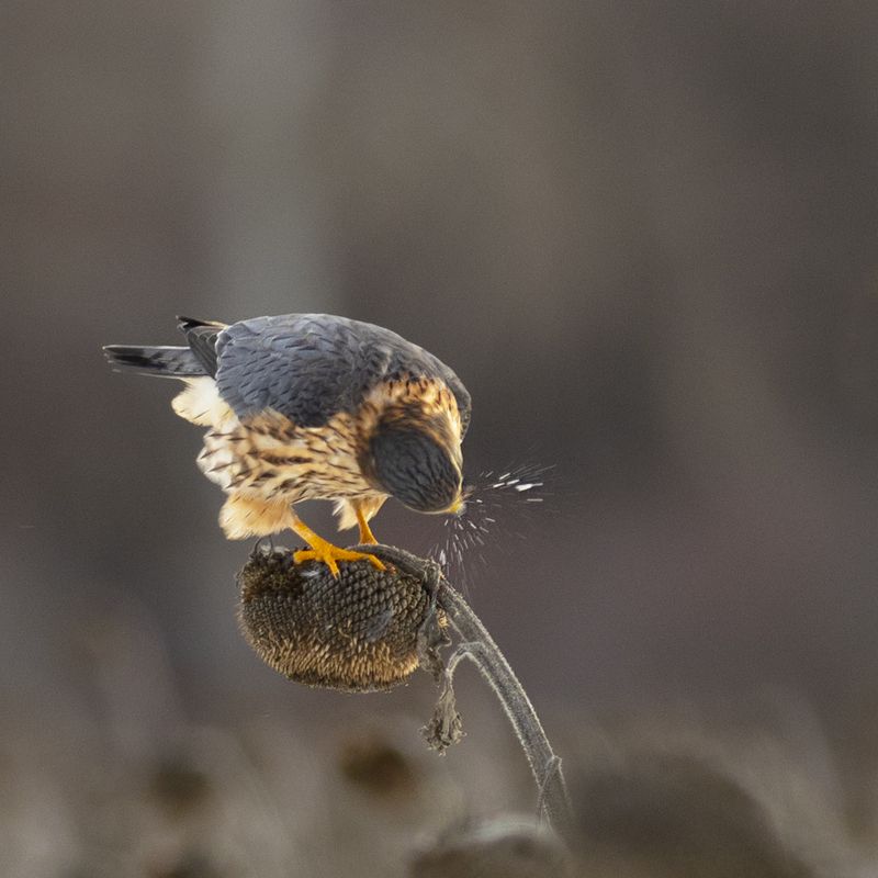 природа Будьте здоровы! фото превью