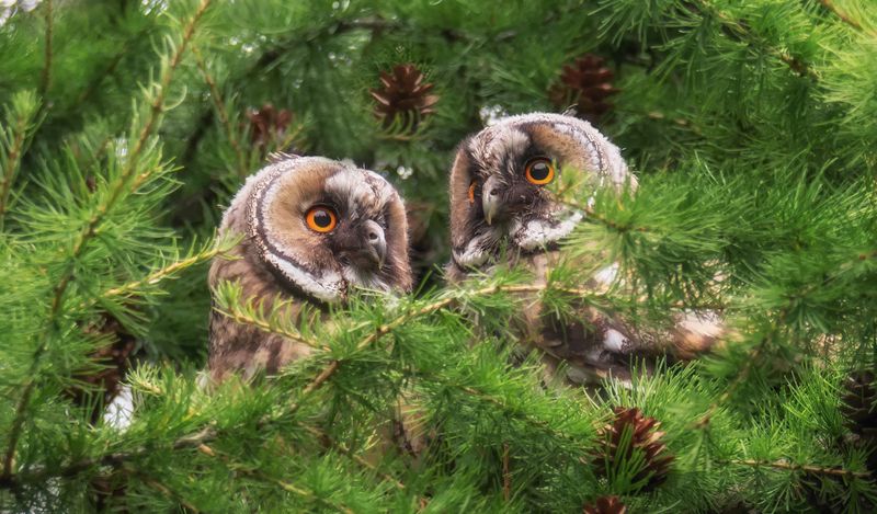 птица, сова, ушастая, слётки, совята, Ушастые малыши. фото превью