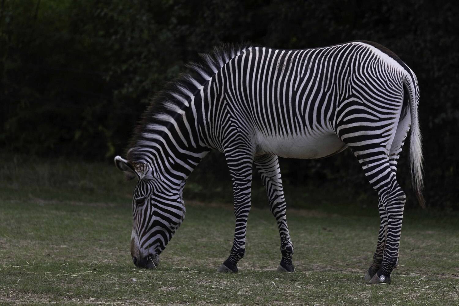 Grévy\'s zebra. Автор: Ali Pashang , Ali Pashang