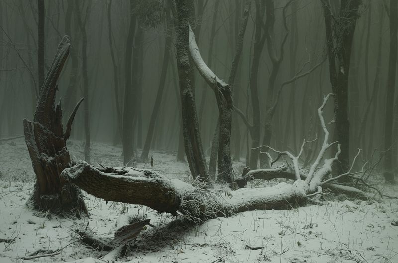 зима туман лес утро Зимний лес фото превью