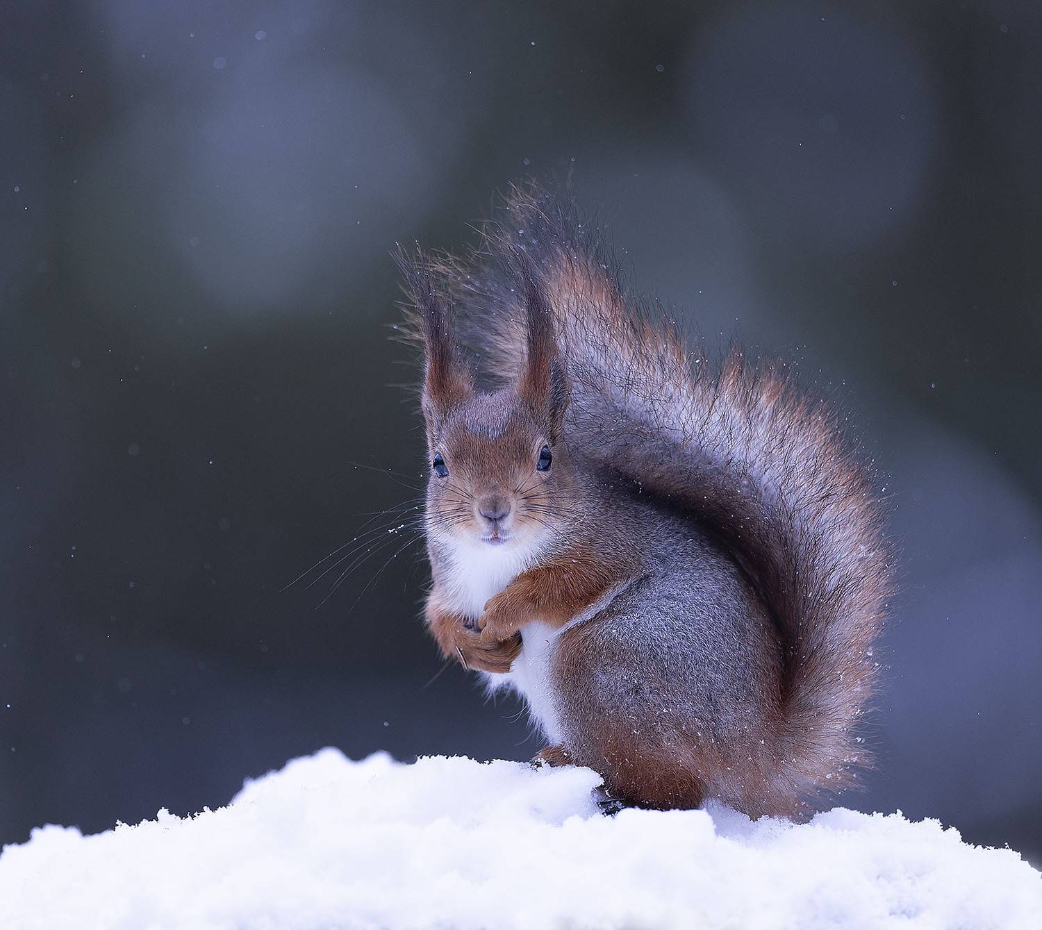 Лесная фотомодель. Автор: Стукалова Юлия белка,снежинки,лес,природа, squirrel, beautiful, forest, nature, Стукалова Юлия