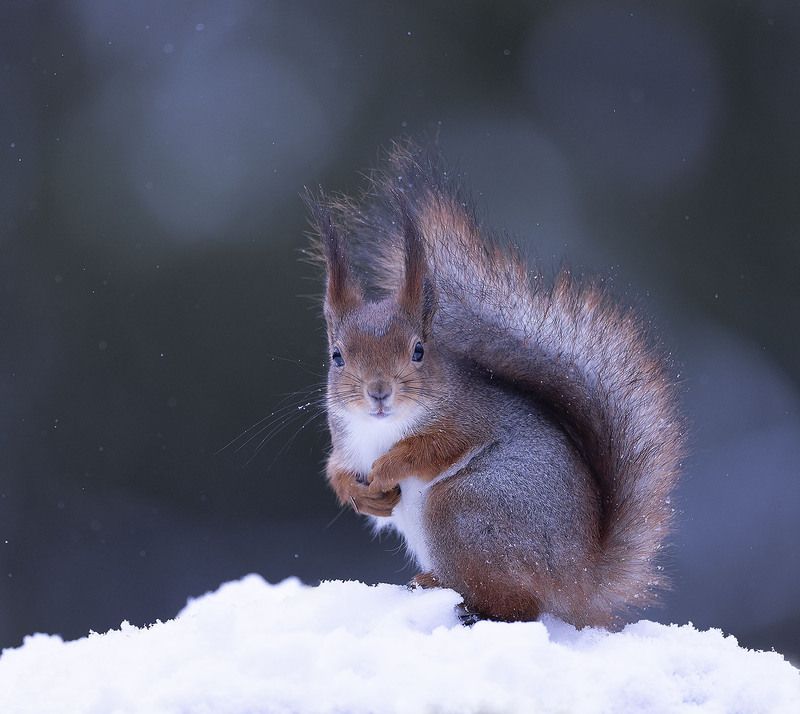 белка,снежинки,лес,природа, squirrel, beautiful, forest, nature Лесная фотомодель фото превью