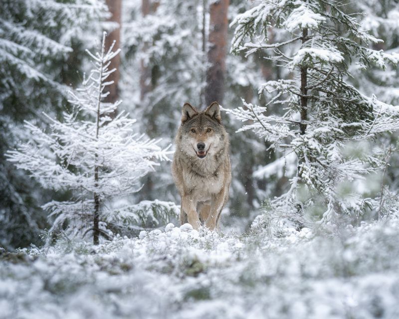 животные, волк, зима, солнце, лес, фотоохота, взгляд, wildlife, animals, nature, wolf Хозяин зимнего леса фото превью