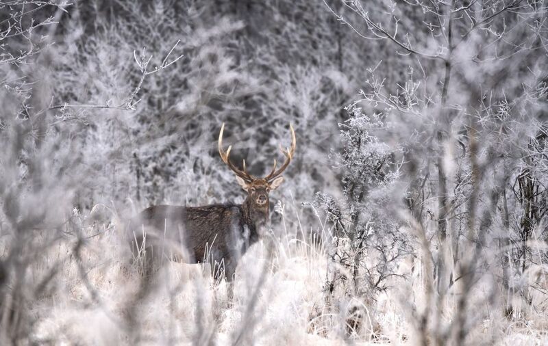 Резюме фото превью