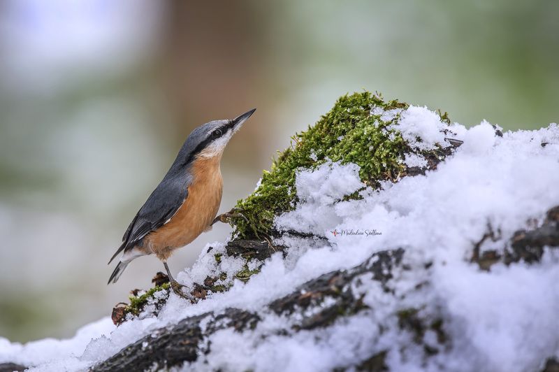 фотоохота, птица, поползень, зима, птицы Зима. фото превью