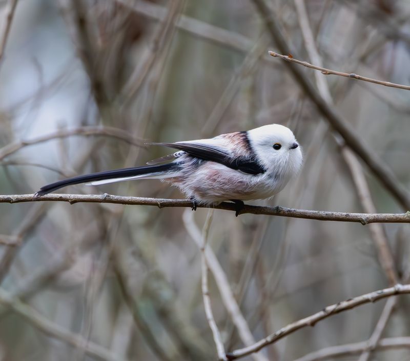 Ополовникphoto preview