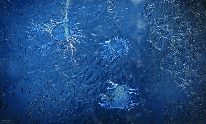 макро, природа, лед, иней, зима, macro, nature, ice, frost, winter, Ледяные Инфузории фото превью