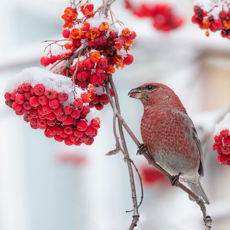 щур, птицы, рябина  фото превью