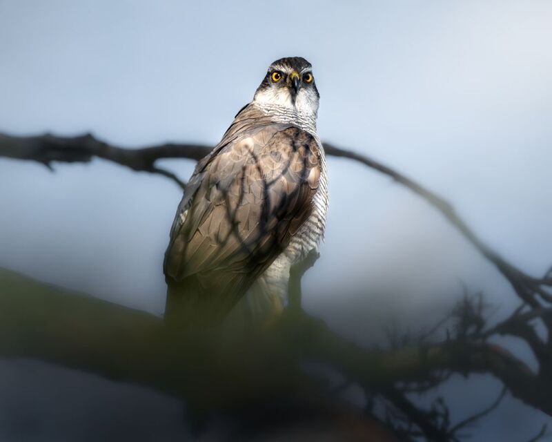 wildlife, birdwatching, nature, bird photography, птица, фотоохота, природа, тетеревятник, хищник Ястреб-перепелятник photo preview