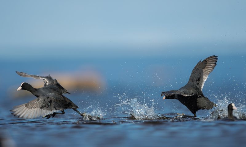 лысуха, photo preview