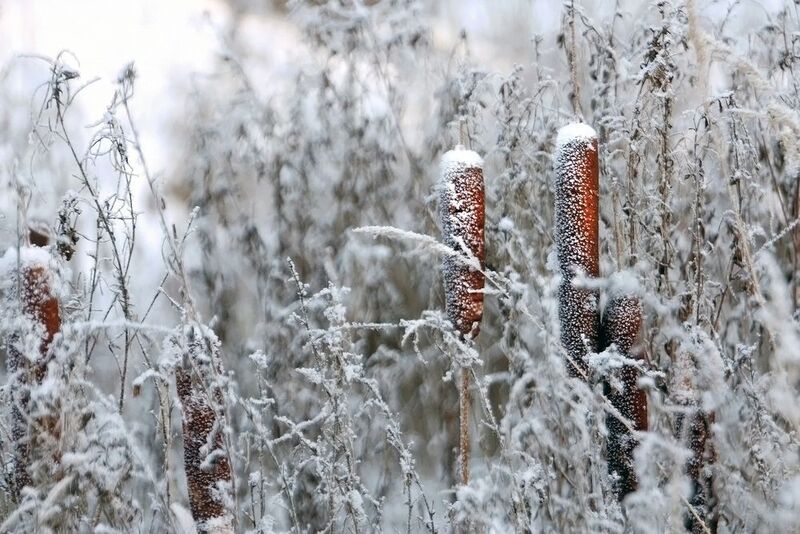 рогоз туман иней Отшумели камыши...photo preview