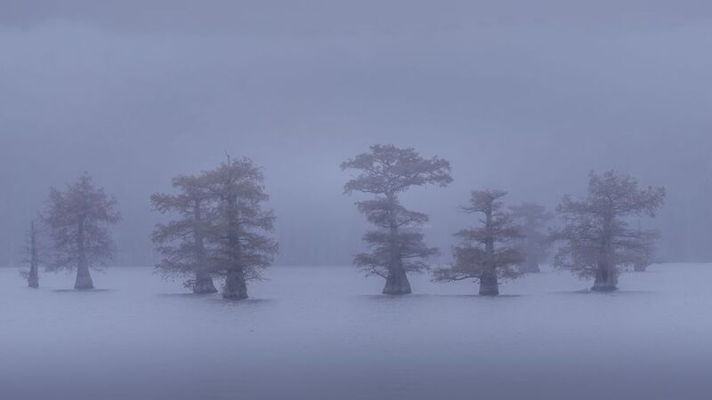 landscape, swamp, fog, haze, caddo lake The snow that never fellphoto preview