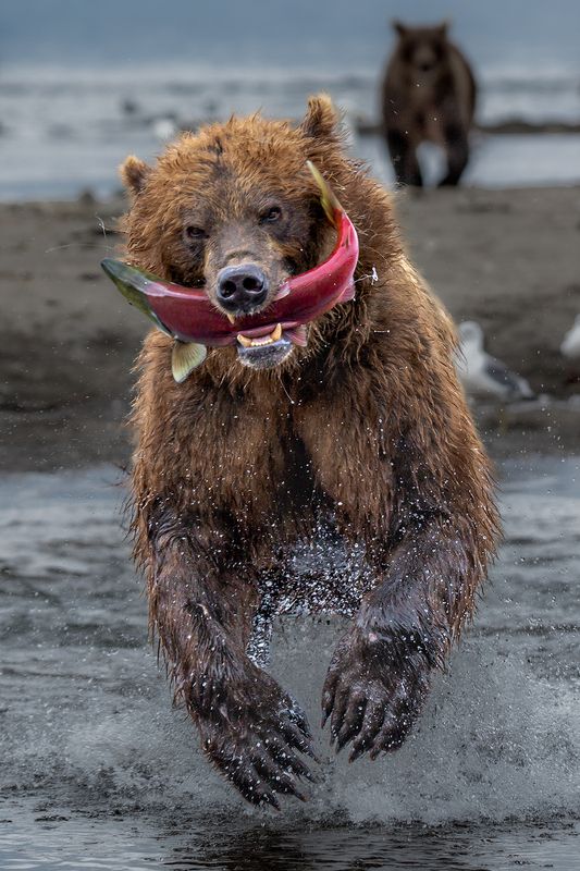 камчатка photo preview