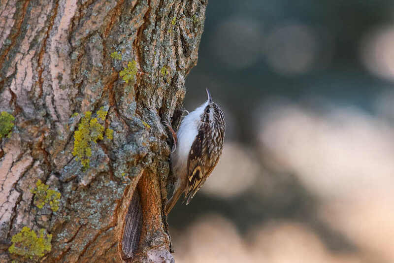 пищуха, птицы, волгоград,  Пищуха фото превью