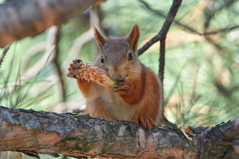 белка, scribus vulgaris,  #photo preview