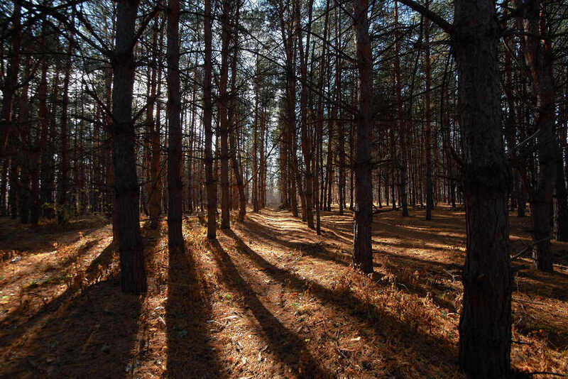 лес, утро, волгоград,  Утро в лесуphoto preview