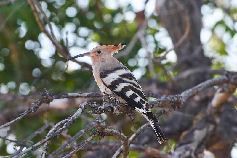 удод, волгоград, волгоградская область,  Удод фото превью