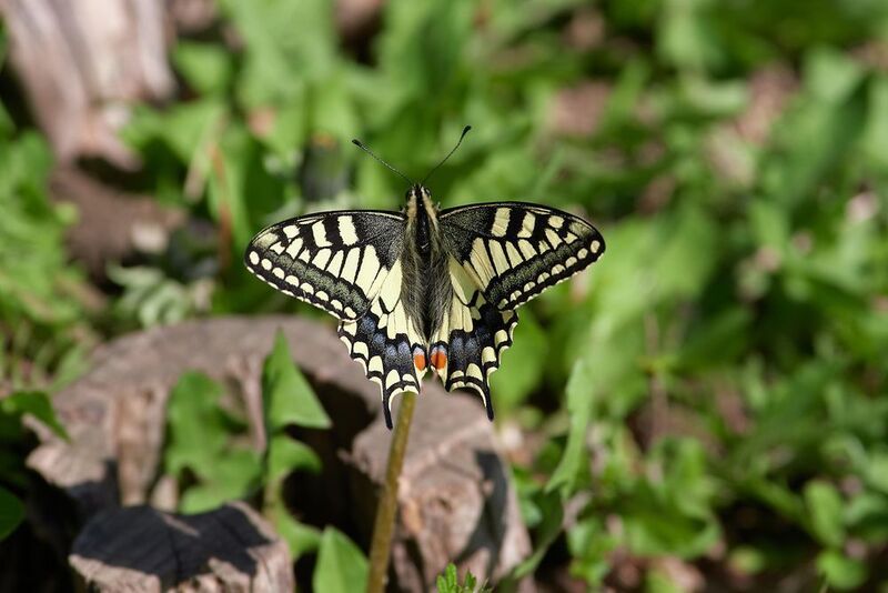 махаон, волгоград,  Махаон фото превью