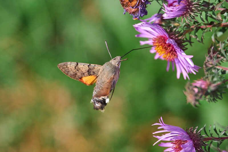 большехоботник звездчатый, бражник языкан,  Большехоботник звездчатыйphoto preview