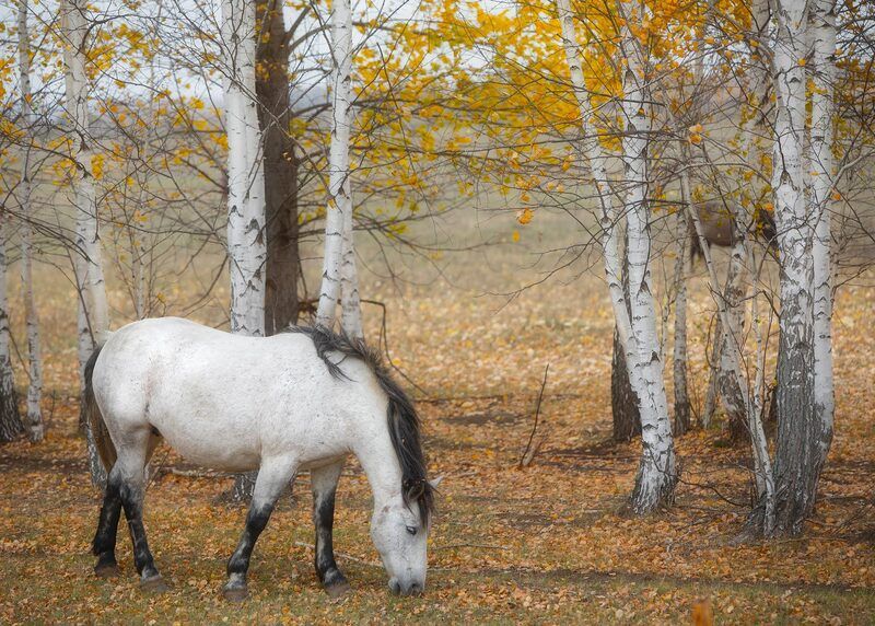 лошадь, пейзаж, осень, березы, татарстан Осенняя пасторальphoto preview
