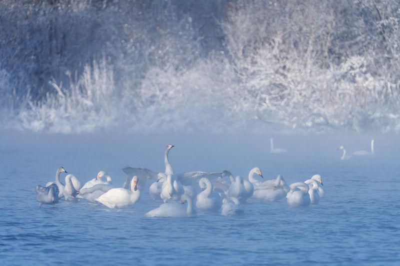 Лебединая зимняя гавань … Swan winter harbor ...photo preview