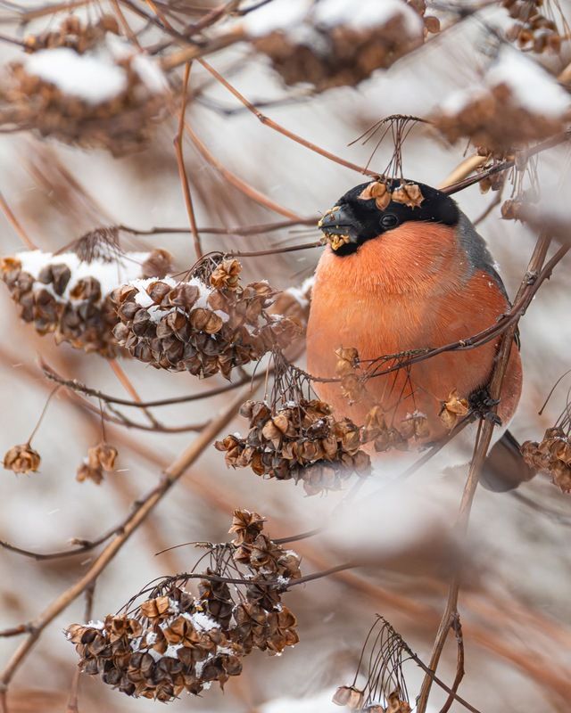 снегирь, птицы, пузыреплодник Большой поклонник пузыреплодникаphoto preview
