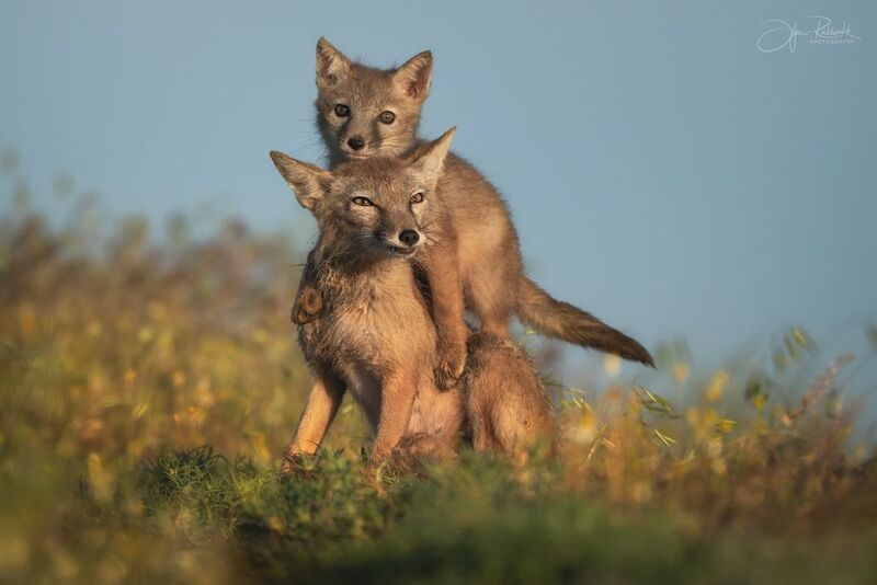 корсак, калмыкия, степная лиса, лис, лиса, корсачонок, дикая природа, wildanimals, корсачата, vilpus corsac, corsac, корсаки, маныч, маныч-гудило, черные земли Семейный пункт наблюденияphoto preview