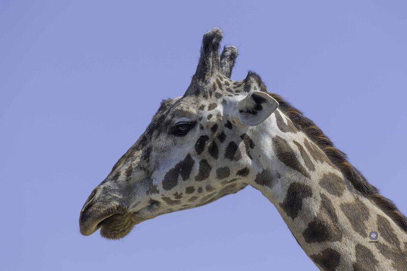 Masai giraffephoto preview